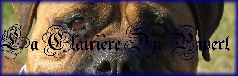 Chiens